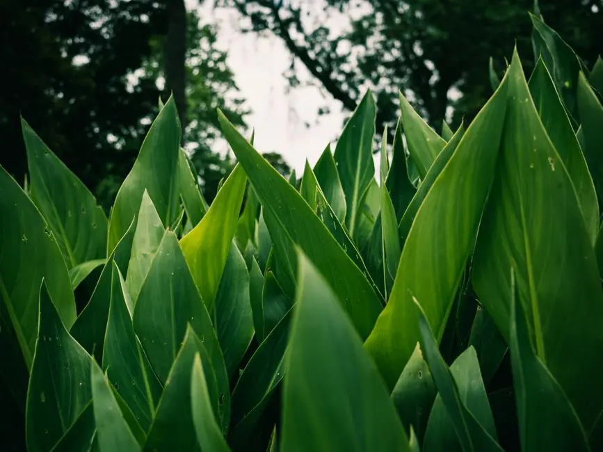 Greens & Outdoors at ATS HOMEKRAFT NOBILITY, Sector 4, Greater Noida West, Greater Noida