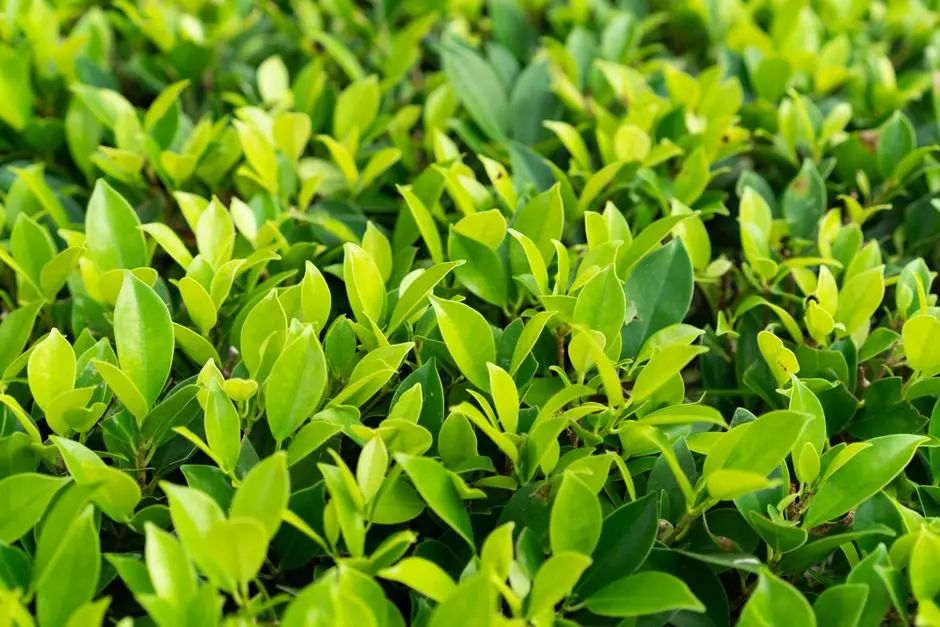 Greens & Outdoors at ATS HOMEKRAFT ROHINI, Delhi